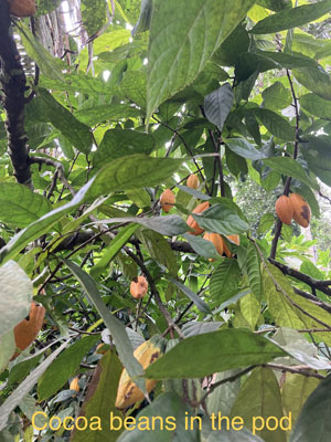 cocoa beans in the pod